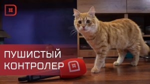 Кубачинский кот и его хозяин стали звездами соцсетей