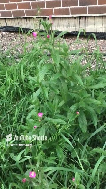 Ленобласть. Хвойное. 24.08.2024. Дача. Растение-Кипрей волосистый Epilobium hirsutum