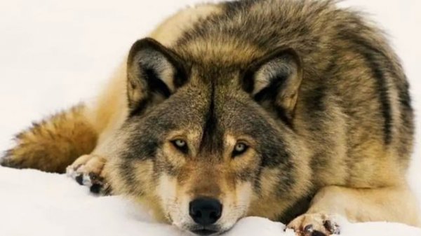 Eduard Seibel (Mix na Russkom) - Изломы..💥💥💥