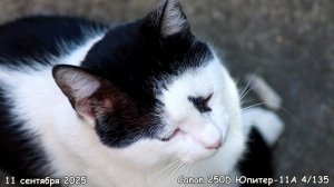 Котик Гоша.