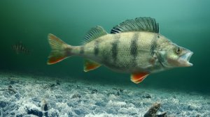 Рыбалка на жерлицы в Логове Горбачей! Подводная съемка