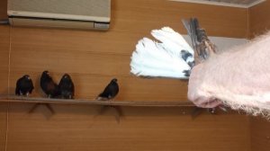 VID_20240906_100051.mp4