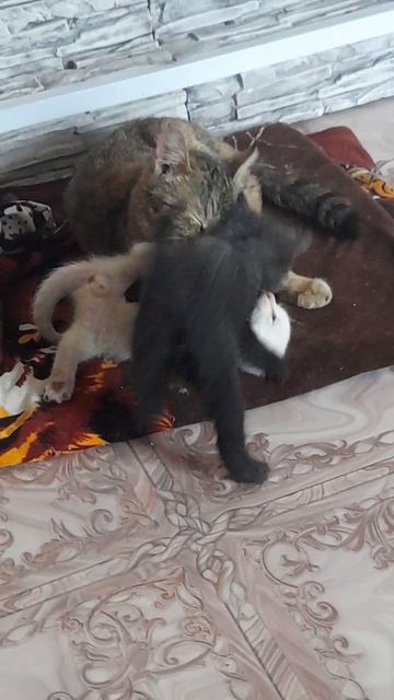 «Когда осознал, что рожден для великих дел, а тебя держат как кабачок»