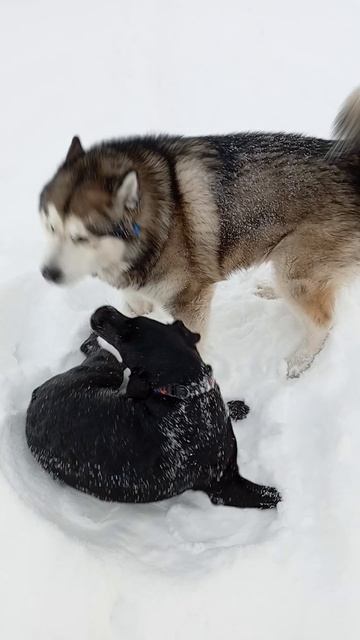 Маламут на встречу подружке 😍🐾🐻❤️❄️VID_20260220_081021