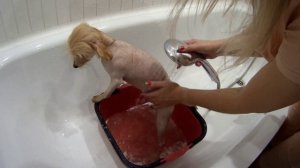 Первое купание Фунтика и не только!!!