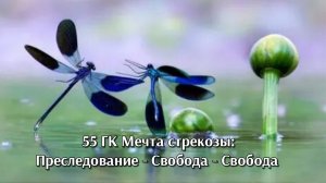 Из страданий - в Свободу!