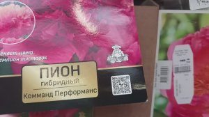 2026 год. Дорогие люксовые пионы, а также древовидные, травянистые и другие