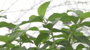 Дачные советы 19 февраля 2026 года