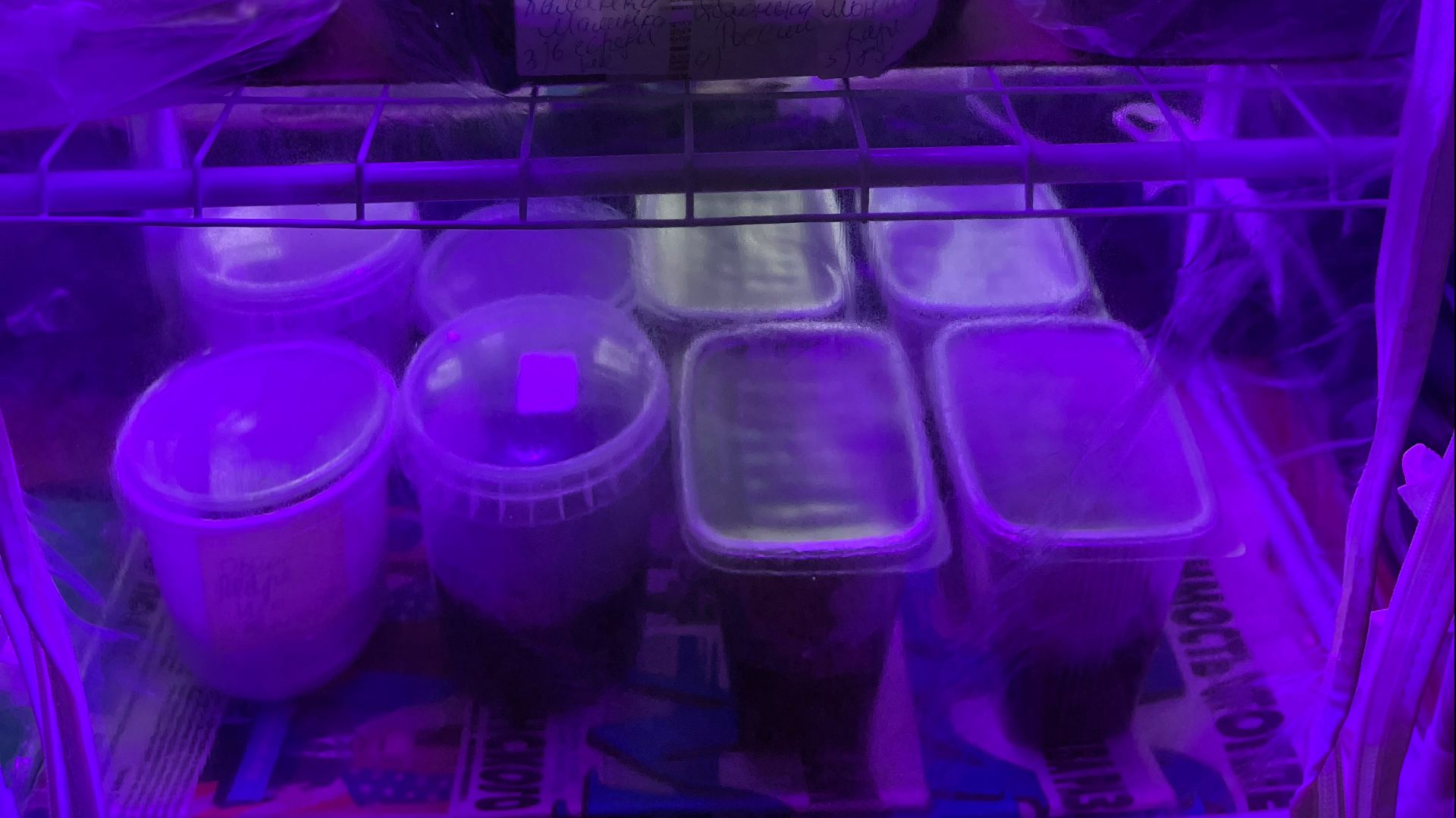 ПЕРВЫЕ ПОСЕВА ДЛЯ РАННЕГО УРОЖАЯ ПЕРЦА СЛАДКОГО, БАКЛАЖАНЫ, ОГУРЦЫ, ТОМАТЫ сезон 2026 смотреть онлайн