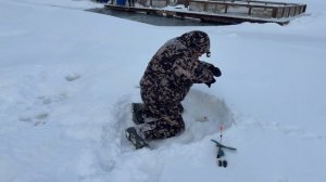 Поимки  форели !!!