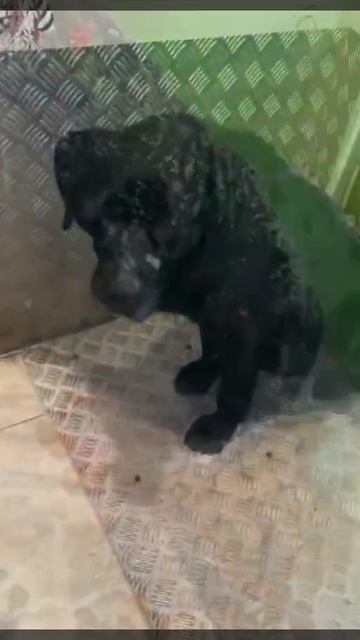 ИЗБАВЛИСЬ ,ОБРЕКАЯ НА МУЧЕНИЯ
🆘🆘🆘🆘🆘🆘🆘🆘🆘🆘🆘🆘🆘
У нее большая опухоль на голове ИЗБАВЛИСЬ ,ОБРЕКАЯ НА МУЧЕНИЯ
🆘🆘🆘🆘🆘🆘🆘🆘🆘🆘🆘🆘🆘
У нее большая опухоль на голове