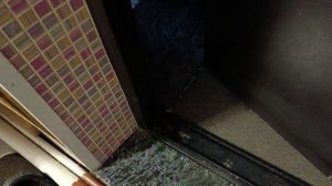 Быстренько домой кисуни