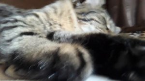 Кот по имени Пушистик