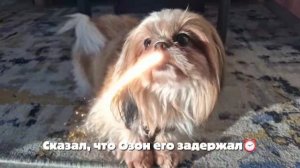Миссия.Буратино!🤣🐶