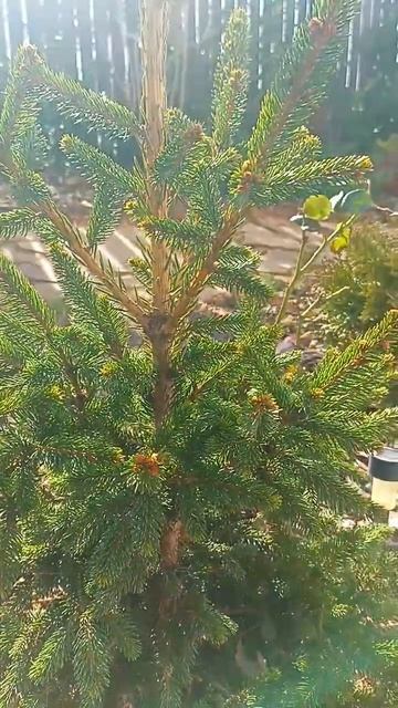 #удачныйсаднаюге#garden#садоводничество#южныйсад#сад#зимавкрыму#вечнозеленыерастения