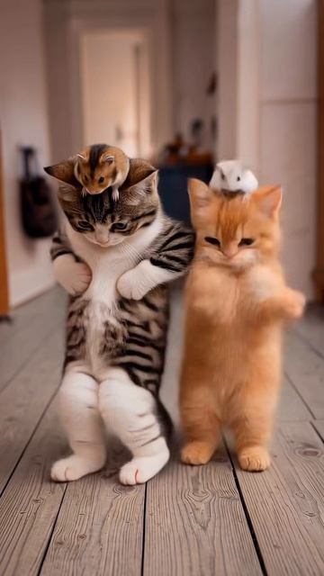 Котики танцуют с мышками на голове