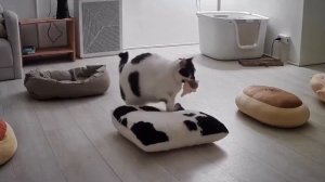 2Кошка, которая ценит комфорт