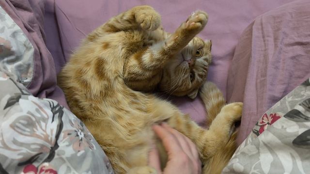 буква ЗЮ смотреть онлайн