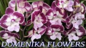 №1171/ ОРХИДЕИ в с/ц DOMENIKA FLOWERS