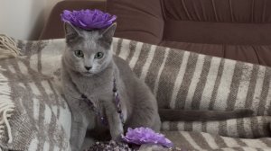 VERA COTOS HOUSE_ Конкурс Маскарад