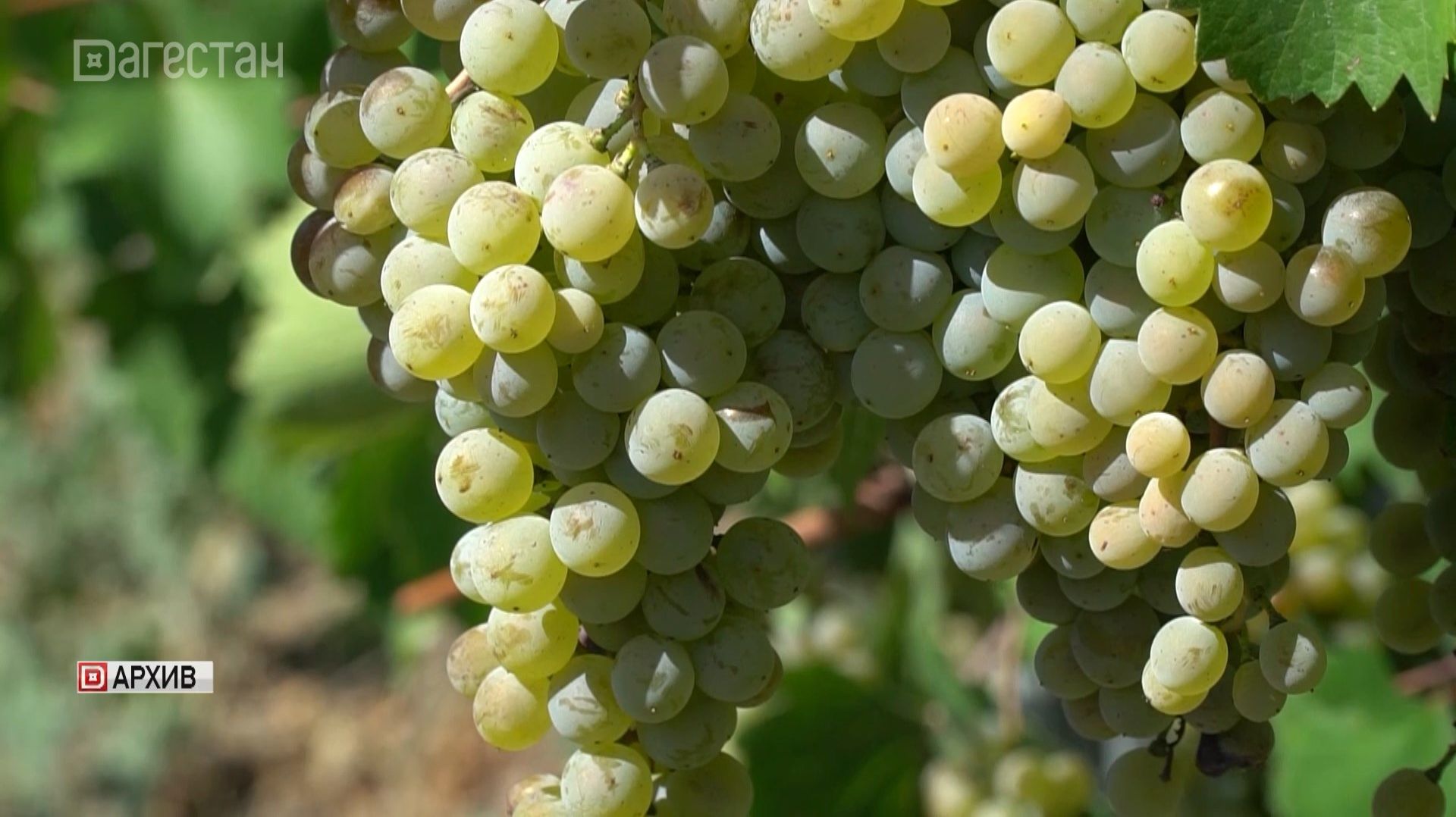 В Южном Дагестане началась посадка виноградников смотреть онлайн