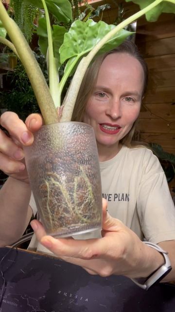 Выбор горшка для растения смотреть онлайн