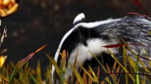 Барсучий нос. Константин Паустовский