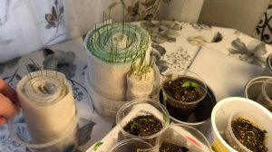 Мой огород. Перцы 🌶️🌶️🌶️ молодцы, пересевать не пришлось.
Лампой довольна.