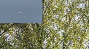 Читаем стихи / С.А. Есенин "Мы теперь уходим понемногу..." 1924 г.