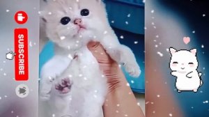 милые  котики 🐱