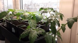 19.02.26 Перевалка Рассады Перца и Томатов для Раннего Урожая