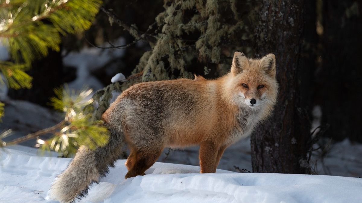 " Что скрывает тайга. " Сборник лучших таежных историй. смотреть онлайн