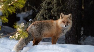 " Что скрывает тайга. " Сборник лучших таежных историй.