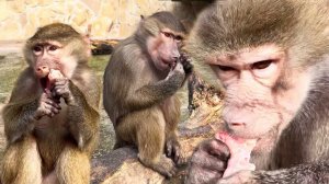 Нас ограбили коты и Люсе, Степе, Мане лимит угощений! Где смотреть на гамадрилов и других животных?