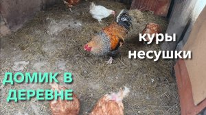 Жизнь в деревне Куры несутся как попало и на это есть причины