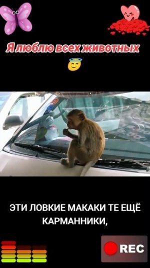 Животные приколы и не только😅