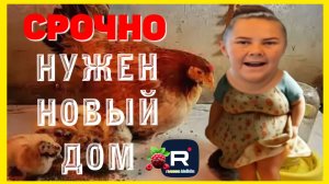 Сельчанка в Америке _Срочно нужен новый дом _Обзор _Selchanka v Amerike _Big Big Family _Лиса в USA