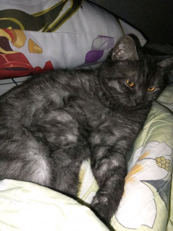 Костя и Ариана