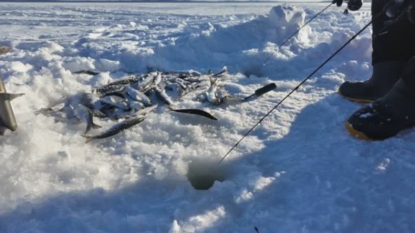 Сахалин озеро Тунайча. Рыбалка. Селёдка стоит стеной!