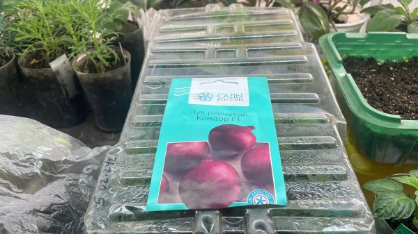 Лук Эксибишен, посев на рассаду.