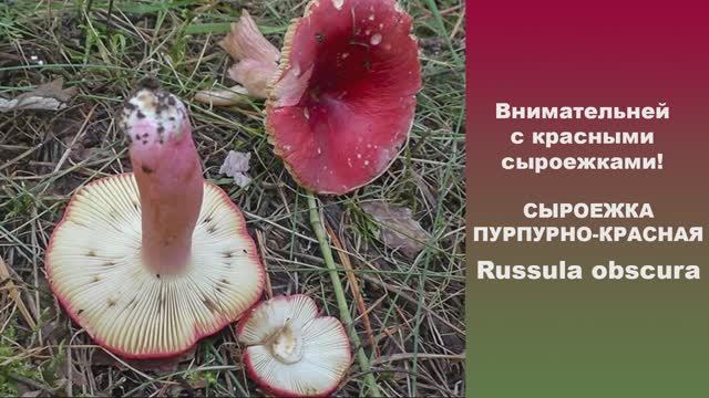 Внимательней с красными сыроежками! Сыроежка пурпурно-красная - Russula obscura смотреть онлайн