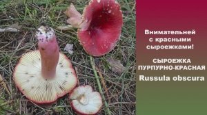 Внимательней с красными сыроежками! Сыроежка пурпурно-красная  - Russula obscura
