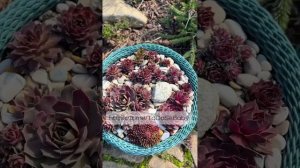 Мастер-класс "15 растений для перезимовки"