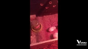 1000217281.mp4 Содержание и уход домашней птицы.