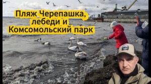Пляж Черепашка, лебеди и Комсомольский парк