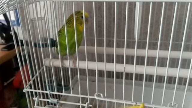 идём кормить попугая кешу