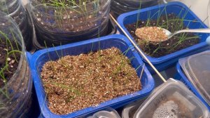 Мульчирую  рассаду лука  чернушки.