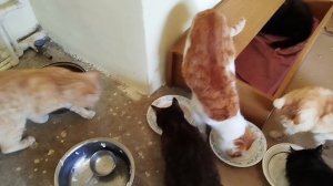 Хвостатое счастье требует корм! 🥣🐈🐈🐈