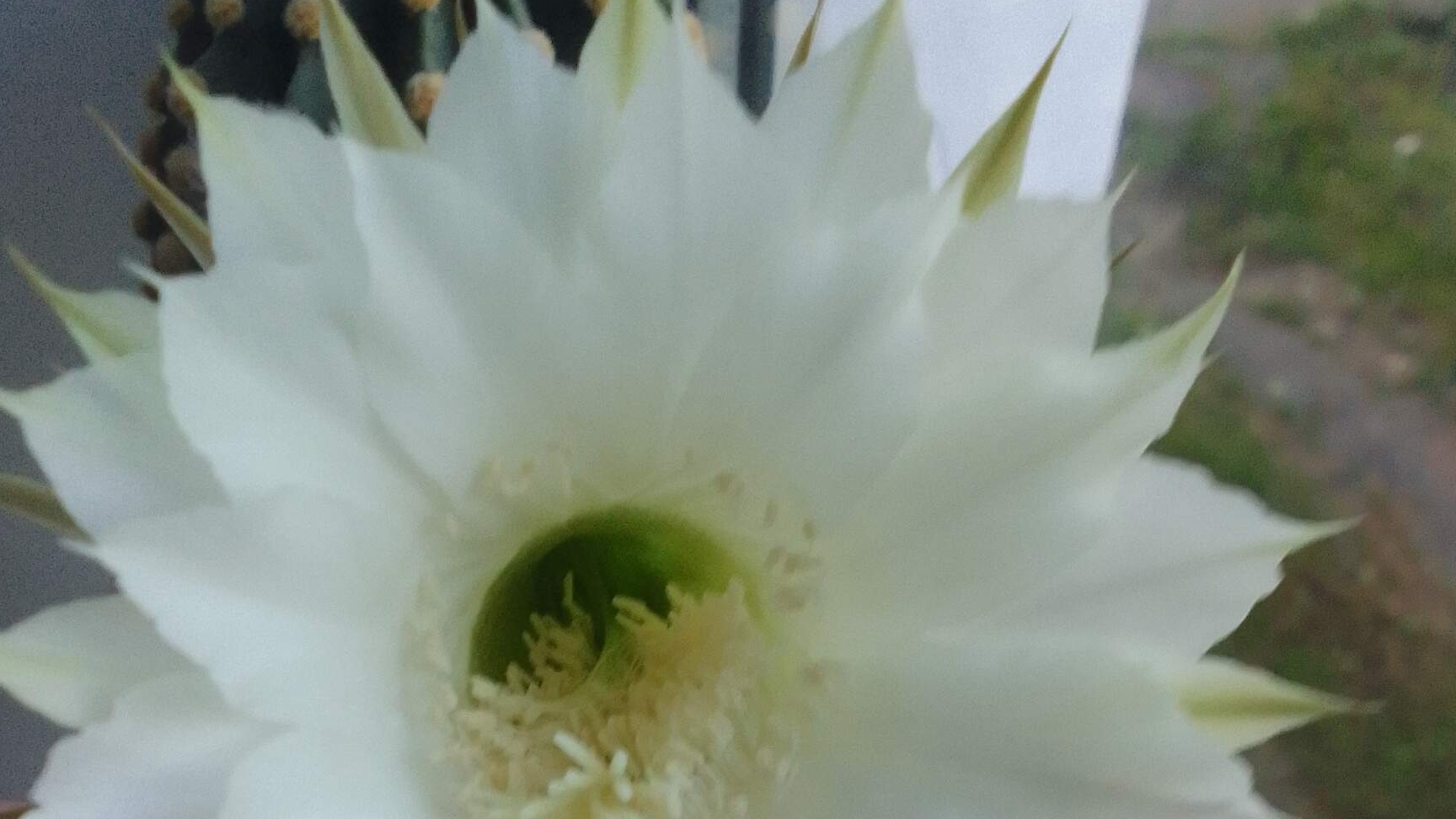 Мои кактусы. смотреть онлайн