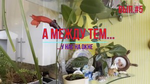 Цветы на окне #5